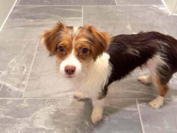 Marshall -  Terrier and Chihuahua Dog for Adoption in Saugus, Massachusetts - Marshall | PetCurious