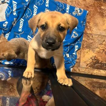 Rescue Shepherd Dogs for Adoption in Northville, Michigan - Gage | PetCurious