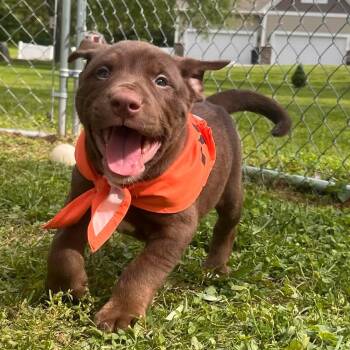 Chubbs -  Pit Bull Terrier Dog for Adoption in Greensburg, Pennsylvania - Chubbs | PetCurious