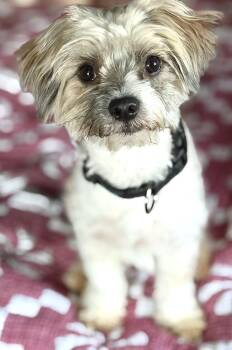 Havanese and Shih Tzu Dogs Available for Adoption - Bluey | PetCurious