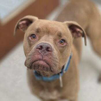 Pit Bull Terrier and Hound Dogs Available for Adoption in Chatham, Virginia - Judah Aka Creasy | PetCurious