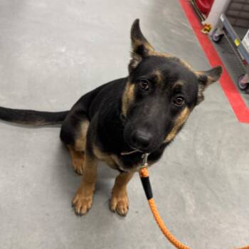 Rescue German Shepherd Dog Dogs for Adoption in Roswell, Georgia - Ranger | PetCurious