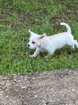Casper -  Shih Tzu and Dachshund Dog for Adoption in Pensacola, Florida - Casper | PetCurious