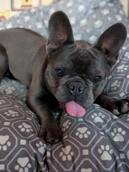Tallulah -  French Bulldog Dog for Adoption in Kingsburg, California - Tallulah | PetCurious