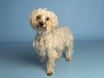 Australian Terrier Dogs Available for Adoption in Phoenix, Arizona - LEONARD | PetCurious