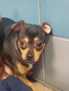 OLD MAN -  Chihuahua and Mixed Breed Dog for Adoption in Houston, Texas - OLD MAN | PetCurious