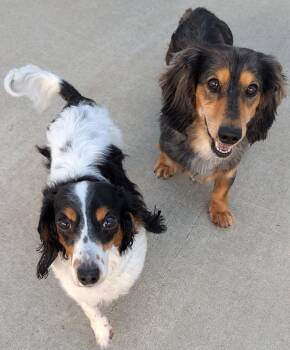 Frank-e and Chimmey in SC -  Dachshund Dog for Adoption in Shelbyville, Tennessee - Frank-e And Chimmey In SC | PetCurious