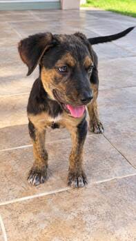 AUSTIN -  Mixed Breed Dog for Adoption in Harlingen, Texas - AUSTIN | PetCurious