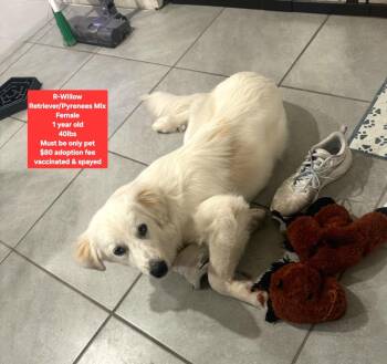 R-Willow -  Retriever and Great Pyrenees Dog for Adoption in Oviedo, Florida - R-Willow | PetCurious