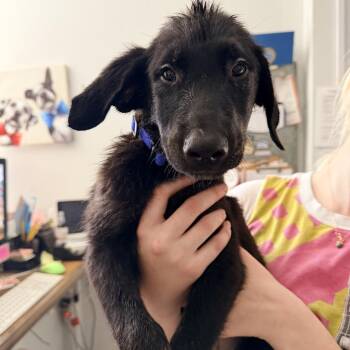 Juno -  Shepherd and Labrador Retriever Dog for Adoption in New Orleans, Louisiana - Juno | PetCurious