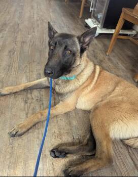 Rescue Belgian Shepherd Malinois Dogs for Adoption in Goldendale, Washington - Bandit | PetCurious