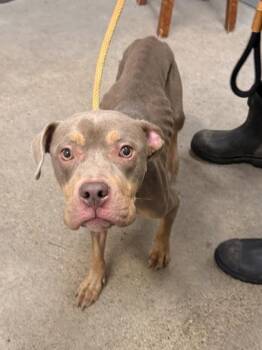 Fallow -  Pit Bull Terrier Dog for Adoption in Cleveland, Ohio - Fallow | PetCurious