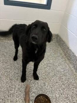26-574 -  Spaniel and Mixed Breed Dog for Adoption in Barnesville, Georgia - 26-574 | PetCurious