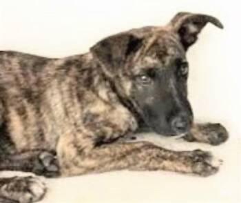 Labrador Retriever Dogs Available for Adoption in Houston, Texas - A654422 | PetCurious