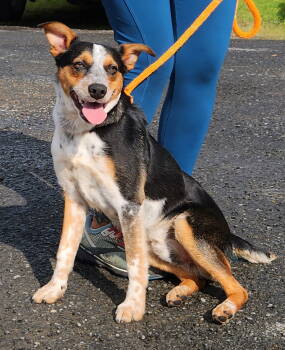 Rescue Shepherd Dogs for Adoption in Rockaway, New Jersey - Rocco SCAS | PetCurious