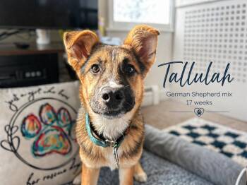German Shepherd Dog Dogs Available for Adoption in Billerica, Massachusetts - Tallulah | PetCurious