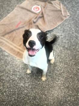 Whirlwind -  Terrier and Mixed Breed Dog for Adoption in Westland, Michigan - Whirlwind | PetCurious