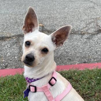 Rescue Chihuahua and Mixed Breed Dogs for Adoption in San Francisco, California - Rufus | PetCurious