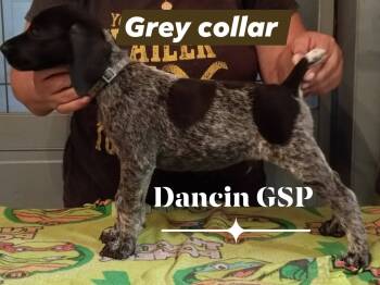 Grey  -  German Shorthaired Pointer Dog for Sale in St. Petersburg, Florida - Grey  | PetCurious