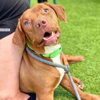 Brownie -  Dachshund and Terrier Dog for Adoption in San Diego, California - Brownie | PetCurious