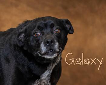 Galaxy -  Terrier and Labrador Retriever Dog Available for Adoption in Somerset, Pennsylvania - Galaxy | PetCurious