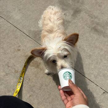 Tina -  Mixed Breed Dog for Adoption in Chicago, Illinois - Tina | PetCurious