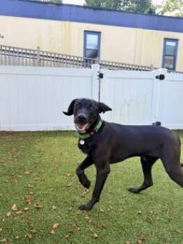 Draco -  Labrador Retriever and Mixed Breed Dog for Adoption in Savannah, Georgia - Draco | PetCurious