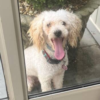 Bentley 22804 -  Miniature Poodle and Yorkshire Terrier Dog for Adoption in Cumming, Georgia - Bentley 22804 | PetCurious