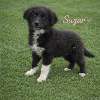 Australian Shepherd and Mixed Breed Dogs Available for Adoption in Hohenwald, Tennessee - Sugar | PetCurious