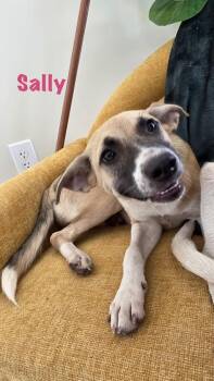 Sally -  Mixed Breed Dog for Adoption in Rock Hill, New York - Sally | PetCurious