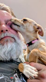 Chihuahua Dogs Available for Adoption in Denver, Colorado - Cha Cha #1 | PetCurious