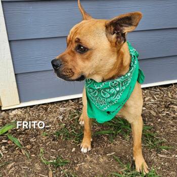 Frito -  Black Mouth Cur and Feist Dog for Adoption in Madisonville, Tennessee - Frito | PetCurious