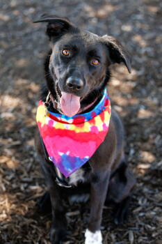 Rescue Labrador Retriever and Collie Dogs for Adoption in Mckinney, Texas - Luthien | PetCurious