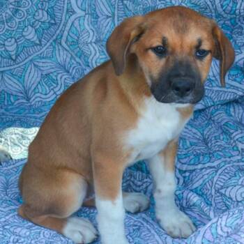 Mixed Breed Dogs Available for Adoption in Kansas City, Missouri - Jenga | PetCurious