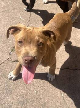 Mixed Breed Dogs Available for Adoption in Oakland, California - Breeze | PetCurious