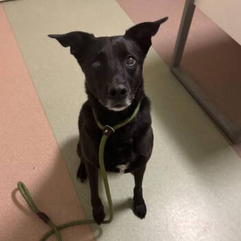 Wallis -  Black Labrador Retriever and Border Collie Dog for Adoption in Chicago, Illinois - Wallis | PetCurious