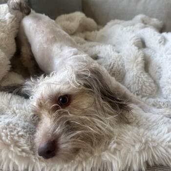 Havanese Dogs Available for Adoption in New York, New York - Cornelia | PetCurious