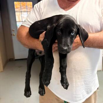 Geoff -  German Shorthaired Pointer Dog for Adoption in Brentwood, Missouri - Geoff | PetCurious