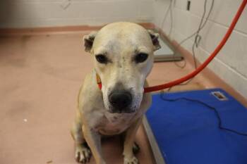 Rescue Mixed Breed Dogs for Adoption in Columbia, South Carolina - ZITI | PetCurious