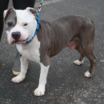 Mixed Breed Dogs Available for Adoption in Richmond, Virginia - Squishy | PetCurious