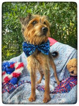 Rodeo -  Yorkshire Terrier Dog for Adoption in Sebring, Florida - Rodeo | PetCurious