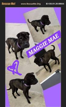 Shar Pei Dogs Available for Adoption - Maggie Mae | PetCurious