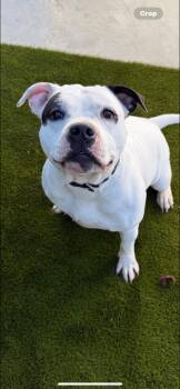 Rescue Mixed Breed Dogs for Adoption in Warren, Ohio - Dodger | PetCurious