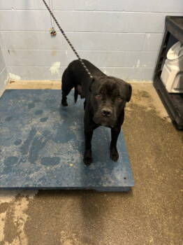 Rescue Cane Corso Dogs for Adoption in Woodland, California - LIL MAMA | PetCurious