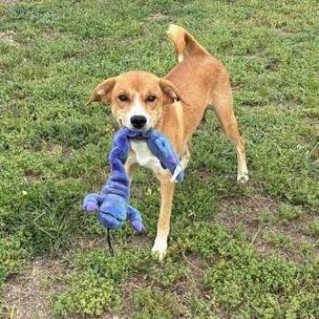 Beagle and Mixed Breed Dogs Available for Adoption in Minnetonka, Minnesota - Milkshake D69149 | PetCurious