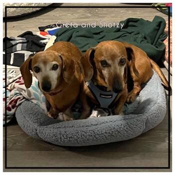Dachshund Dogs Available for Adoption in Green Cove Springs, Florida - Greta & Shotzy  | PetCurious
