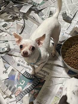 Peanut -  Chihuahua Dog for Adoption in Billings, Montana - Peanut | PetCurious