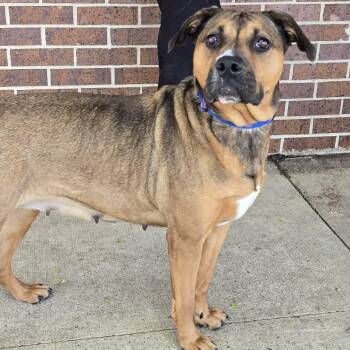 Mixed Breed Dogs Available for Adoption in Waterloo, Iowa - Limburger | PetCurious