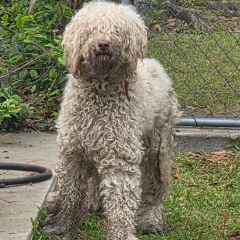 Mixed Breed Dogs Available for Adoption - 03/27/2026-Stray-SeventhStreet | PetCurious