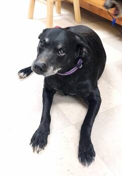 Doberman Pinscher Dogs Available for Adoption in Libby, Montana - Brenna | PetCurious